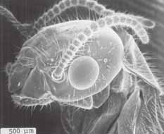 イエシロアリの羽蟻の横顔