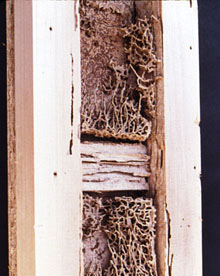 壁体モデル内部の蟻害